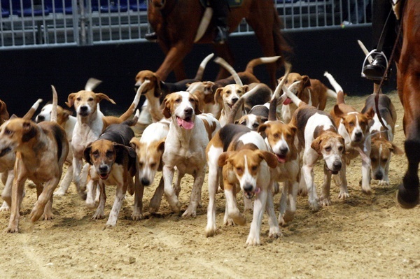 Pferd und Jagd 2008  100.jpg